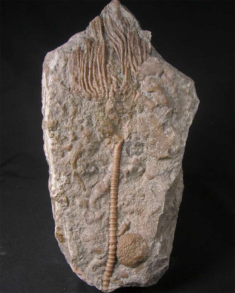 UK fossils including British ammonites Fossils Direct