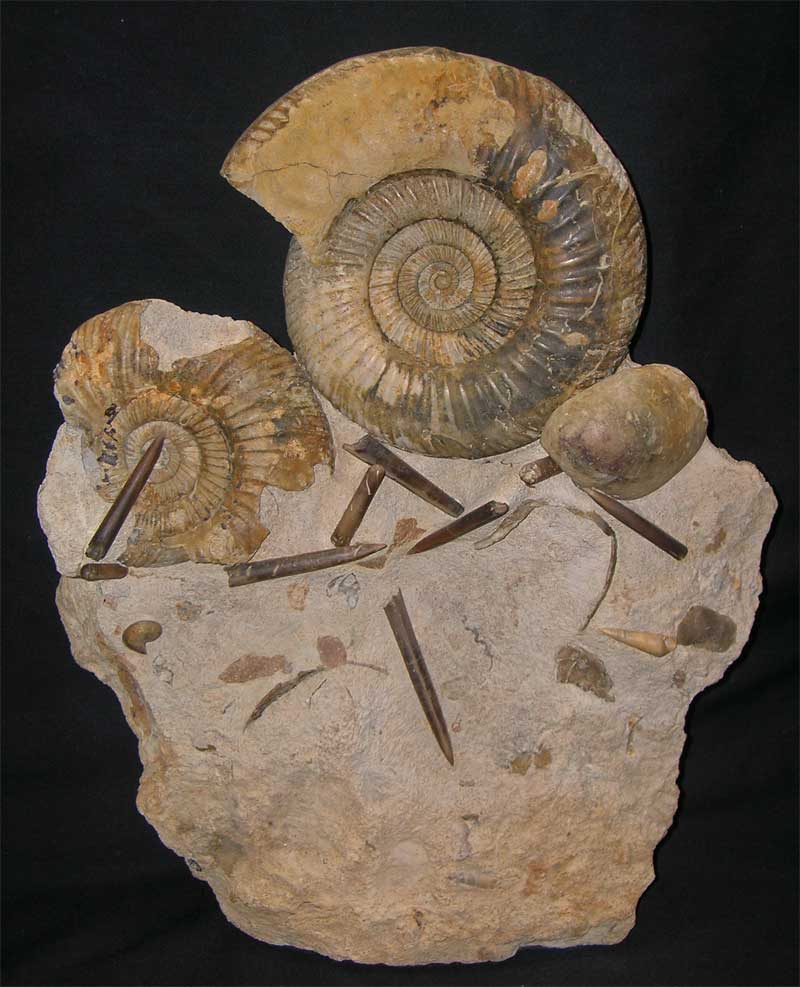 UK fossils including British ammonites Fossils Direct