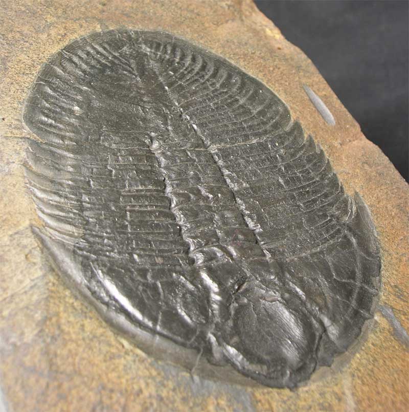 UK fossils including British ammonites Fossils Direct