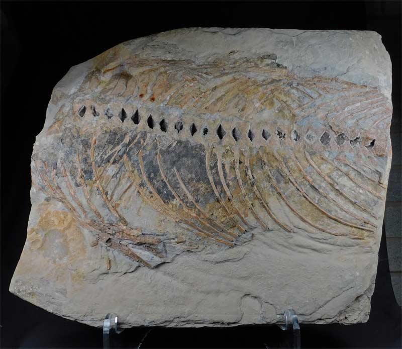 UK fossils including British ammonites Fossils Direct